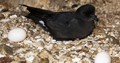 Birds equipped with GPS take flight from Capo Caccia as the protected area sees the start of a study that enables the monitoring of the movements of the European storm petrel