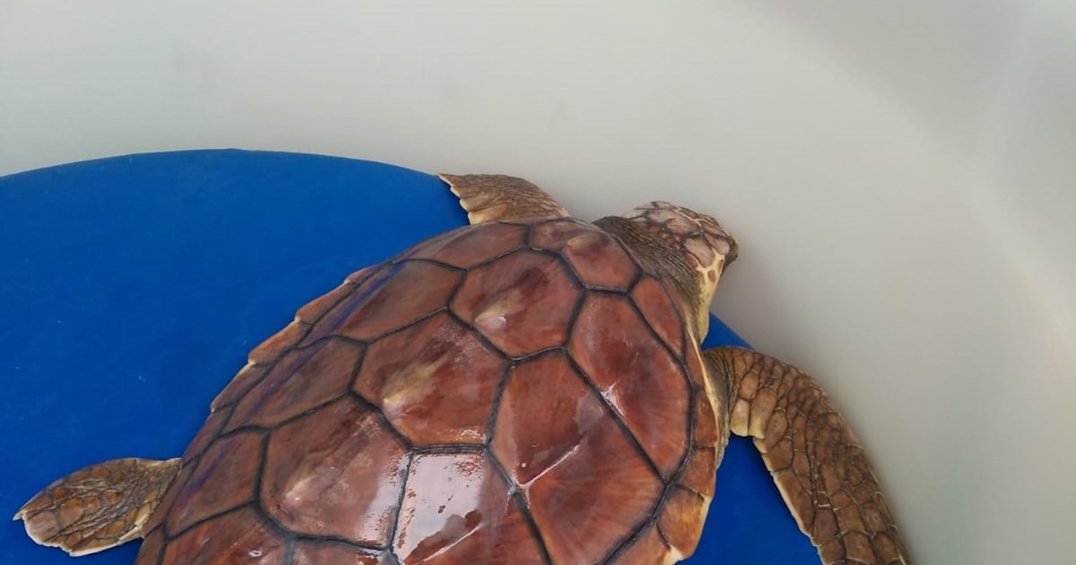 Amp Capo Caccia - Isola Piana, liberata in mare una tartaruga "Caretta caretta"