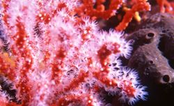 corallo-rosso(2)