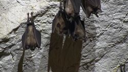 pipistrelli_parco